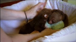 Baby Sloth Twins Are Inseparable [upl. by Larrad]