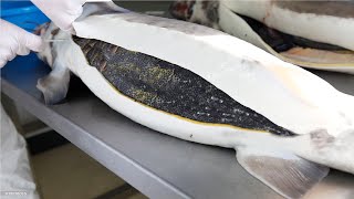 How Sturgeon Caviar Is Farmed and Processed  How it made Caviar  Sturgeon Caviar Farm [upl. by Moir955]