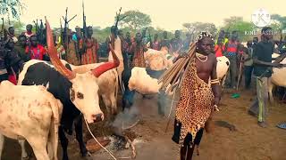 Makuach Tut inside his cattles [upl. by Volnay]