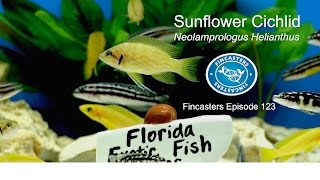 Sunflower Cichlid Neolamprologus Helianthus Fincasters Episode 123 [upl. by Ahsinna]