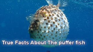 True Facts About The puffer fish [upl. by Mellman]