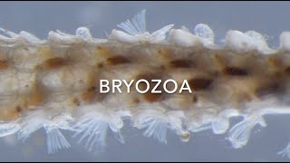 Bryozoa [upl. by Notsuj]