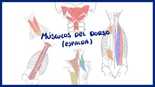 ANATOMÍA  Músculos del dorso erectores de la espina  BLASTO [upl. by Balliett]