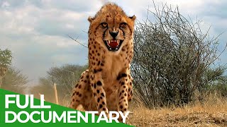 Maasai Mara  The Big Hunt  Free Documentary Nature [upl. by Idahs]