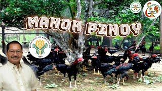 Part1 Philippine free range chicken guide for beginners  free range chicken farming Philippines [upl. by Annoet]