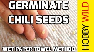 HOW TO GERMINATE CHILI SEEDS Wet Paper Towel Method [upl. by Nyvek]