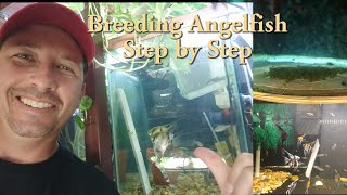 Breeding Angelfish step by step [upl. by Sunshine]