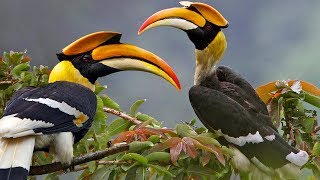 Beautiful Wild Bird – Great Hornbill [upl. by Lash264]