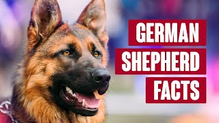 German Shepherd Everything You Need to Know [upl. by Eatnom853]