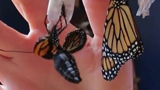 Monarch Butterfly Emerging from Chrysalis [upl. by Htebzil807]