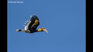 Hornbill Scapes [upl. by Ainesell977]