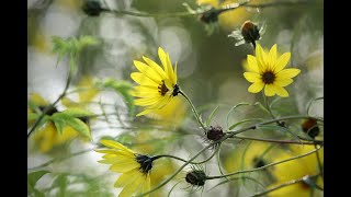 Plant Review Perennial Sunflower Helianthus angustifolius [upl. by Allets]