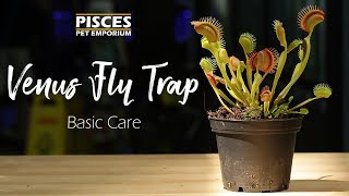 How to Care for the Venus Fly Trap [upl. by Gould937]