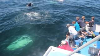 Whale watch in the Bay of Fundy Digby Neck Nova Scotia  wwwnovascotiacc [upl. by Nnaxor]