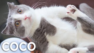 The Life Of Kitten Coco [upl. by Beckie]