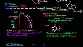 Purine and Pyrimidine Nucleotide Biosynthesis [upl. by Savory]