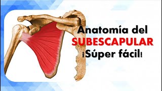 Anatomía del MÚSCULO SUBESCAPULAR ¡Explicación súper fácil [upl. by Elimaj]