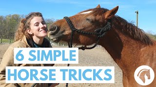 How to Teach Your Horse Tricks 6 Simple Tricks [upl. by Akaenahs208]