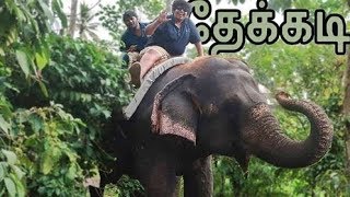 Elephant Ride in Thekkady  Kerala [upl. by Delahk]