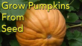 How to Grow Pumpkins From Seed  Step By Step [upl. by Sibley262]