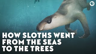 How Sloths Went From the Seas to the Trees [upl. by Drawdesemaj]