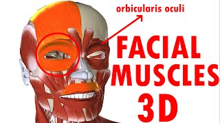 Muscles Of Facial Expression  Face Anatomy part 1 [upl. by Kaycee]