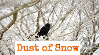 Dust of Snow Class 10  Poem 1 explanation   CBSE NCERT YouTube [upl. by Loferski]