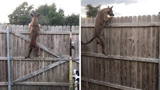 Dog Jumps On Fence Like A Kangaroo [upl. by Casady643]