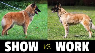 WORKING or SHOW Line Dog  Belgian Shepherd Tervuren  Things to Know [upl. by Diandre]