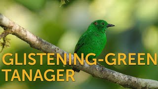 Glisteninggreen Tanager [upl. by Marba]