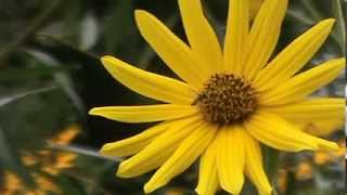 Minnesota Native Plant  Maximilian Sunflower Helianthus Maximiliani [upl. by Blynn]