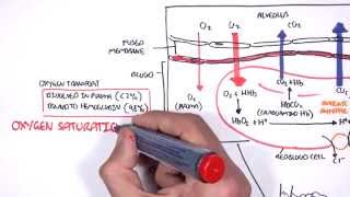 Respiration Gas Exchange [upl. by Schrick177]