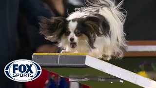 Lark the Papillon flawlessly executes the agility run to win the 8quot class  FOX SPORTS [upl. by Hares296]