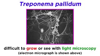 Syphilis Treponema pallidum [upl. by Robby]