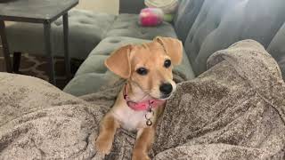 Chiweenie puppy’s cutest and naughtiest moments [upl. by Rubinstein]