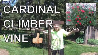 Cardinal Climber Vine Seed to Planting  Attracts Hummingbirds [upl. by Nivag]