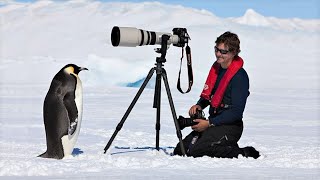 Are Penguins Friendly Explained [upl. by Sophronia870]