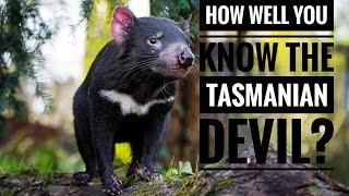 Tasmanian Devil  Description Characteristics and Facts [upl. by Scotty]