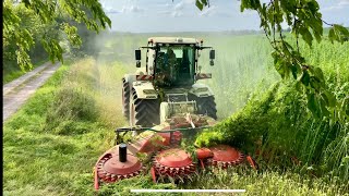 Xerion 4200 With Wittrock Hempcut  Hemp Harvest With Grahns Maskintjänst 4K [upl. by Kletter]