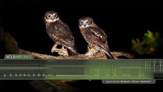 Southern Boobook  Owl Calls and Sounds [upl. by Trutko]