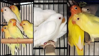 Lovebirds Breeding Setup Guide Parblue Albino Creamino Decino and More [upl. by Atinahc]