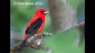 Scarlet Tanager singing [upl. by Aita]