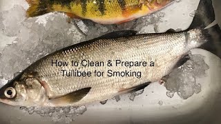 How to Clean amp Prepare a Tullibee  Whitefish for Smoking [upl. by Mycah664]