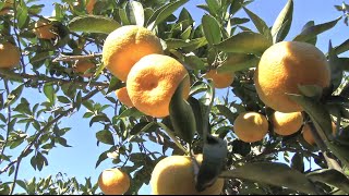 Southeast Georgia Farm Harvesting Crop Of Satsuma Oranges [upl. by Oigile]