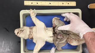 Fetal Pig Dissection [upl. by Rolando]