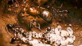 Best Of Ants  BBC Earth [upl. by Duval299]