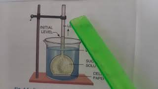 Experiment to demonstrate Osmosis [upl. by Leahcimnaj]