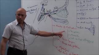 Trigeminal System  Neuroanatomy [upl. by Preiser]