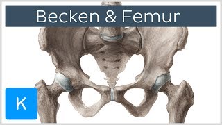 Becken und Femur  Knochen  Anatomie des Menschen  Kenhub [upl. by Yeldud607]