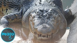 Top 10 Largest Reptiles [upl. by Gervase]